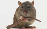 Duct Seals - Vermin Proof 